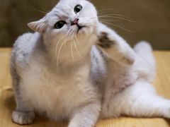 -猫猫幼稚园·撸猫·桌游·电玩