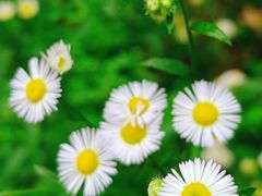 -素山寺森林公园