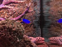 -暹罗海洋世界
