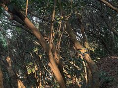-阳台山森林公园
