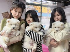 -翊宠yipet猫狗购宠庄园犬舍•猫舍