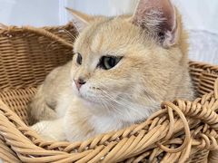 -共舞时光猫咖·狗咖(新街口店)