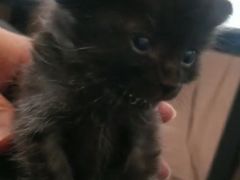 -瑞派天宁宠物医院·猫科·异宠中心
