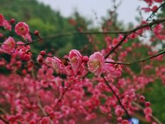 -重庆彩云湖湿地公园