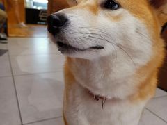 -柴务处·柴犬主题狗咖