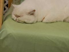 -MOYOYO猫咪咖啡店