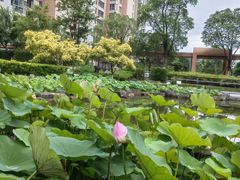 -梧桐人家中国太平国际健康颐养社区