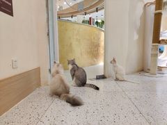 -猫域·湾主题猫咖·宠物吧(南坪城市广场店)