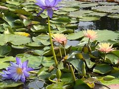 -莲花池公园