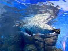 -上海海洋水族馆