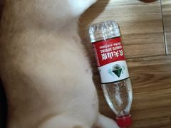 -联合动物医院(光谷诊疗中心)