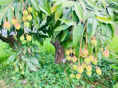 -荔香公园