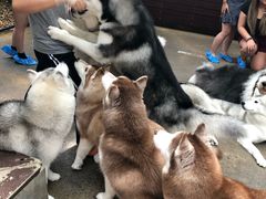 -TrueLove @ Neverland (Husky Cafe)