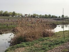 -洨河生态公园