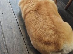 -肥朵食堂(带梦胡同店)