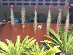 -Barrab restaurant Chiang Rai