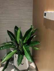 -苑苑vbeauty科技美容SPA