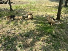 -秦皇岛野生动物园