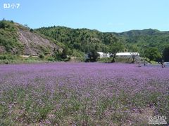 -紫海香堤香草艺术庄园