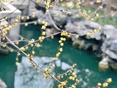 -苏州严家花园