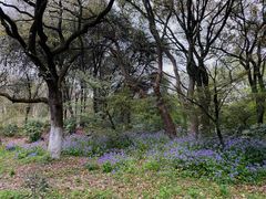 -上海共青森林公园