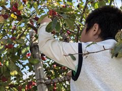 -樂桃源奉贤黄桃种植采摘基地