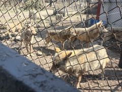 -哈尔滨北方森林动物园