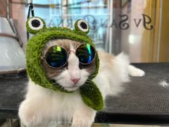 -车接车送·寄养洗护·德文猫舍(大宁店)