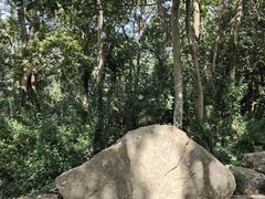 -上海佘山国家森林公园天马山园