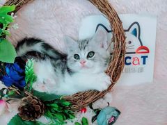 -十年猫舍·猫咪专门店(普陀店)