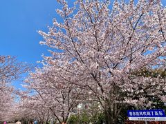 -高东镇樱花园