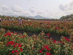 -亚龙湾国际玫瑰谷