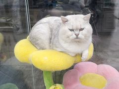 -糯米喵星人总部直营旗舰店·猫舍·幼猫出售