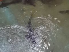 -醉美东江·三文鱼·烧鸡公