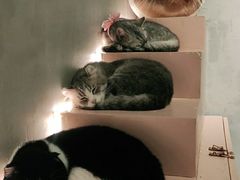 -猫儿山۰猫主题餐厅