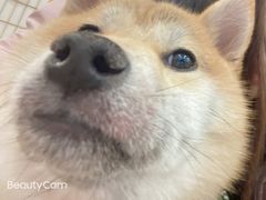 -柴犬小屋·柴餐厅·狗咖食堂(金鼎广场店)