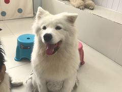 -汪说·狗咖·拼豆·宠物周边DIY(旺城大厦店)