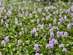 -白鹭湾湿地公园