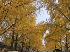 -三里屯东五街银杏大道