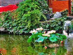 -白家大院·王府宫廷菜(苏州街店)