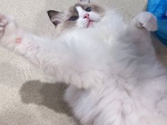 -藏猫猫咖啡主题馆(中央大道店)