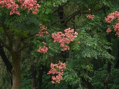 -莲花山公园
