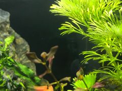 -中环花鸟鱼虫市场