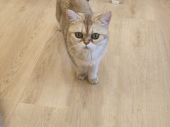 -有喵·猫咖·狗咖·30几只猫10只小狗(岗厦店)