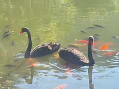 -西双版纳原始森林公园