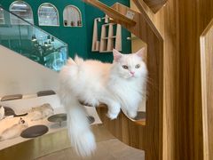 -飞行喵MR PILOT|猫舍·猫咖(静安大融城店)