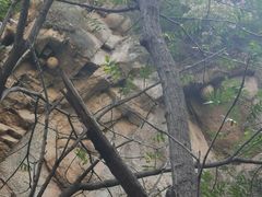 -大岭沟猕猴桃谷风景区