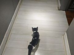 -喵的天空名猫咖啡馆·撸猫·猫舍·用品