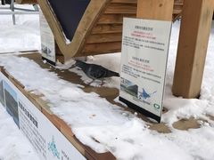 -北海道厅旧本厅舍(旧本庁舎)