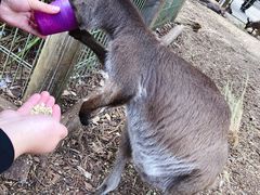 -费瑟代尔野生动物园